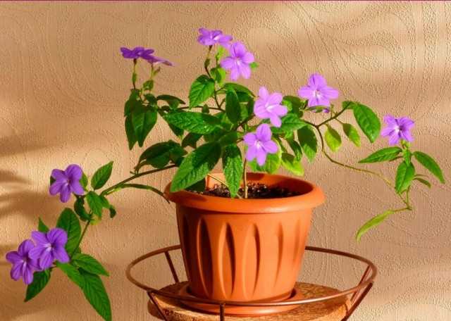 הצמחים הפנימיים הטובים ביותר עם פרחים פשוטים