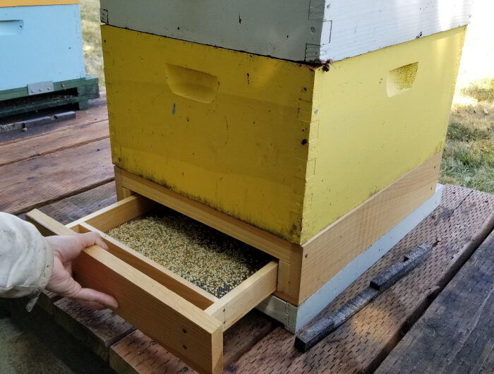 איסוף ושימור אבקה על ידי דבורים