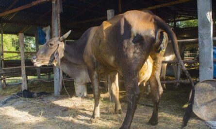 ההשלכות של ניתוח paresis לאחר לידה אצל פרות