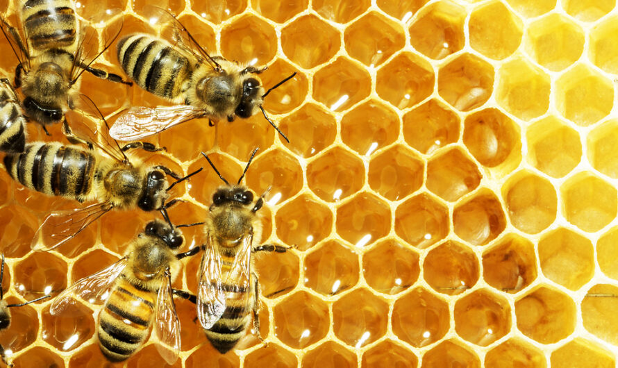 התוויות נגד צריכת דבורים ואבקנים