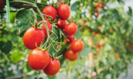 איך להיפטר מגבוני הלבן על עגבניות בחממה