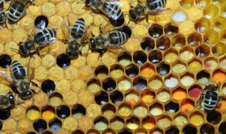 האם יש הבדל בין דבורה לאבקה? אודות אבקת דבורים (אבקה)