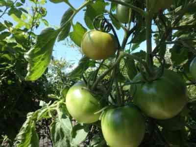 郊外の苗木のトマト