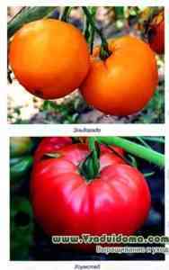 トマトの特徴的な品種オルガf1