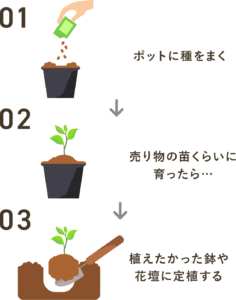 秋にアイリスを植える方法-ステップバイステップの説明