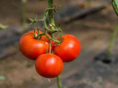 トマト品種グルショフカの説明