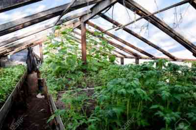 トマトの苗に温室を使う