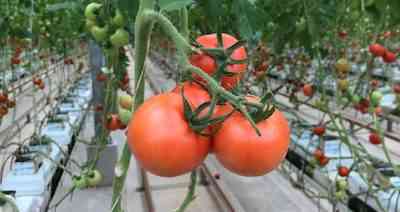 トマトが温室で食べる理由