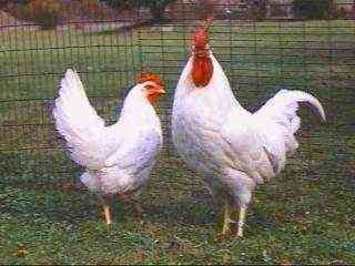 鶏の卵品種の特徴
