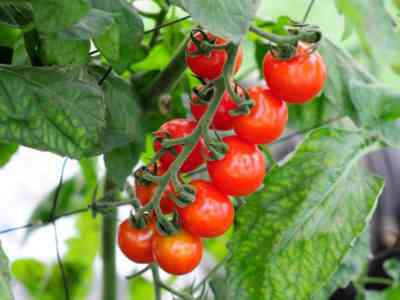 温室でトマトに水をやる方法