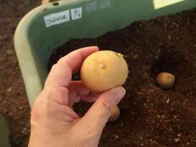 植え付け後どれくらい早くジャガイモが出てくるか