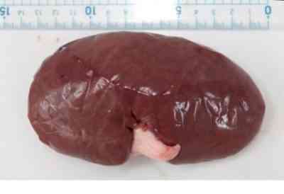 豚の腎臓は健康ですか？