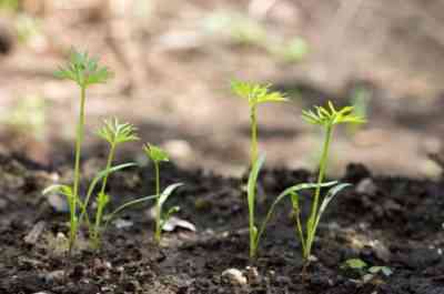 人参の種子をすばやく発芽させる方法
