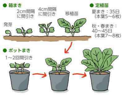 赤キャベツの苗を育てる方法