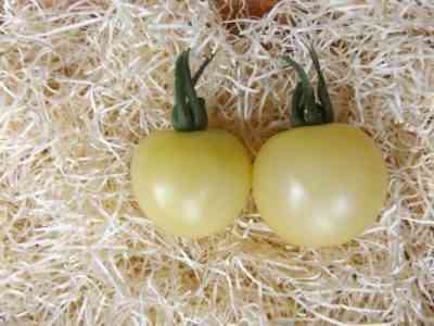 トマト品種グースエッグの特徴