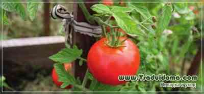 トマトを正しく植える方法