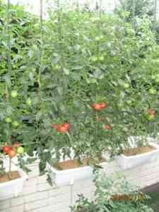 温室にトマトを植える原理