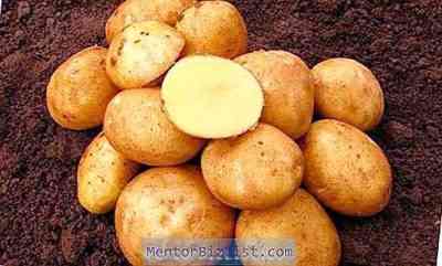 Potato Vinetaの説明