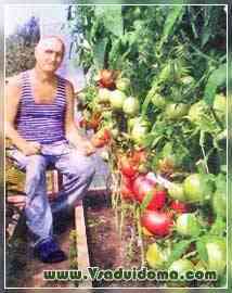 トマトの温室での土の混合物と土壌の準備