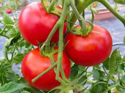 土地のないトマト苗を育てる