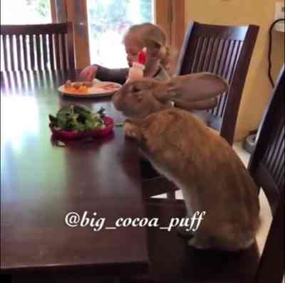 ウサギの食事にスイバを導入することは可能ですか