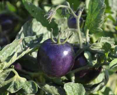 紫トマトの品種