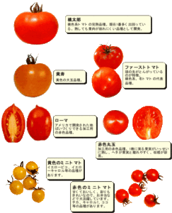 トマト品種の特徴