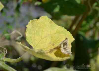 温室でキュウリの卵巣が落ちて黄色くなる理由