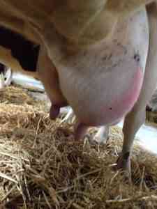 牛の乳房腫れの原因