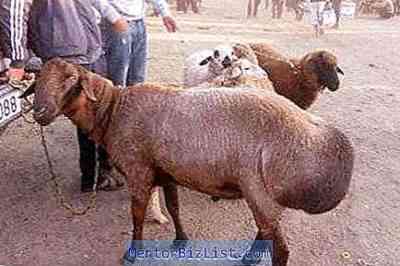 Edilbayev羊の品種の説明