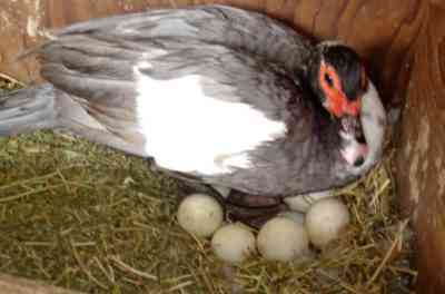 インドチカがその卵の上に何日座っているか、そしてその巣に他の鳥の卵を置く方法