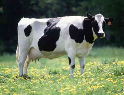 乳牛ホルスタイン種
