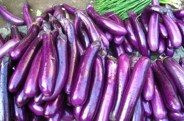成長する長い紫色のナス
