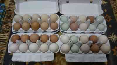 農場の七面鳥の卵生産を増やす方法
