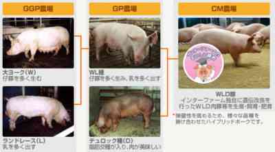 肉用豚のさまざまな品種を育てる