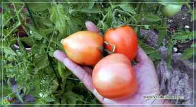 トマト品種オレシアの特徴