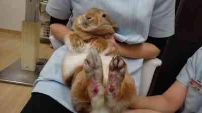 ウサギにおける足皮膚炎の原因