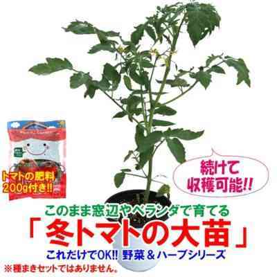 トマトを植えるときの肥料の選択