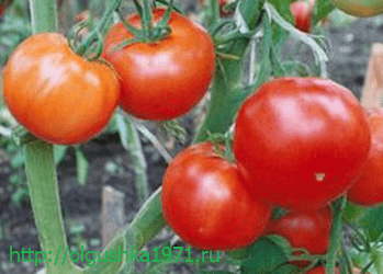 トマト品種シベリアトロイカの説明と特徴