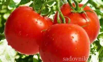 チキンリターを使用してトマトを養う方法