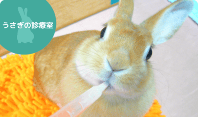 ウサギの感染性鼻炎