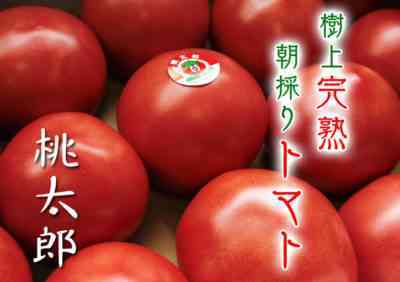 トマト品種のおばあちゃんの秘密の特徴