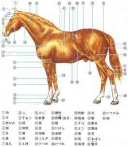 ロシアの重い品種の馬の説明