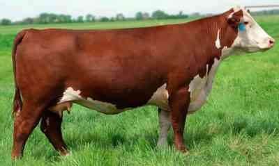 Bestuzhev種の牛の特徴