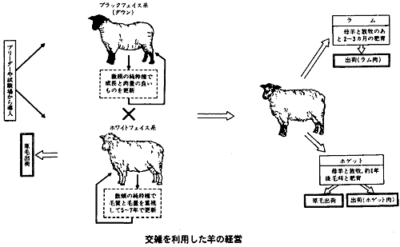 平均的な羊の重さ、肉あたりの正味重量