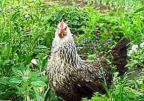チェコの鶏の品種の特徴