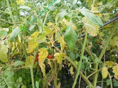 トマトの葉が黄変する原因