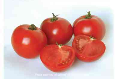 トマトの品種Polbigの説明