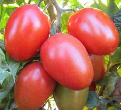 トマト品種モスクヴィッチの特徴