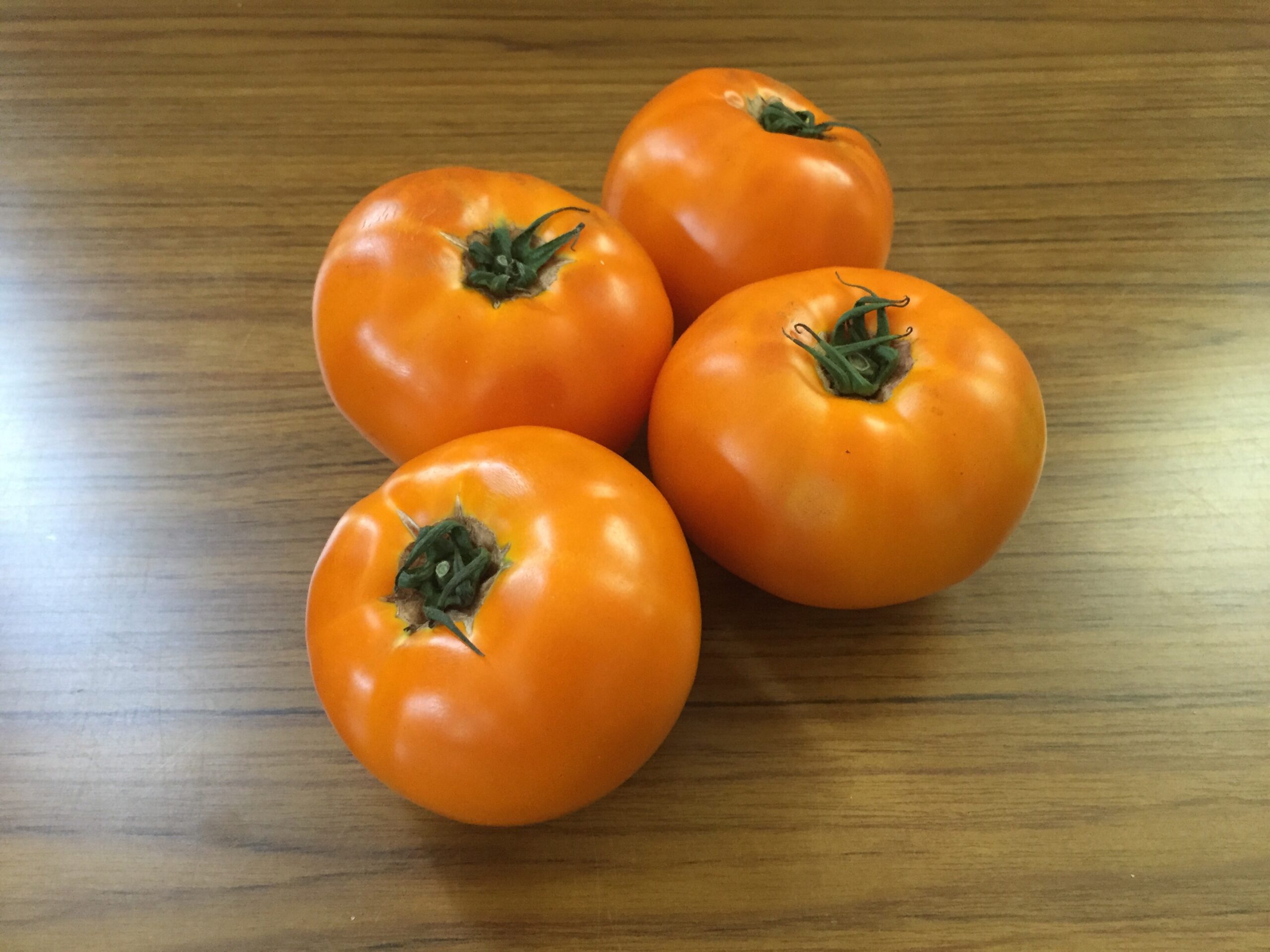 柿トマト品種